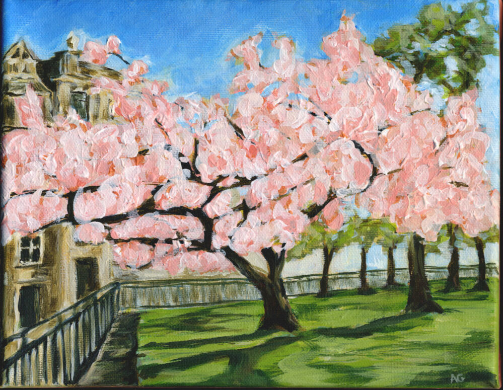 Cherry Blossom in St Andrews Square by AlliesArt, acrylic on canvas, focus on a large cherry blossom tree done in loose style