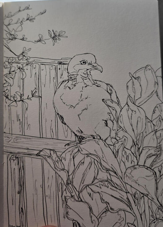 Pigeon, Pen and paper, 18.5 x 13 cm Pigeon, Pen and paper, 18.5 x 13 cm